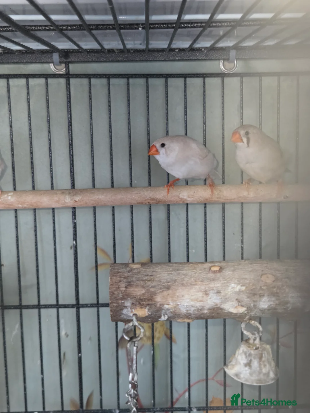 Finches birds for sale: Mixed aviary and indoor breed Zebra finches - Advert 10