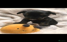 Yorkshire Terrier dogs for sale: Yorkshire terrier  - Advert 10