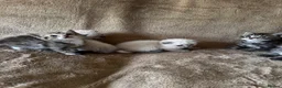Scottish Fold cats for sale: ✨Adorable Scottish Fold Kittens 🐾 - Advert 20
