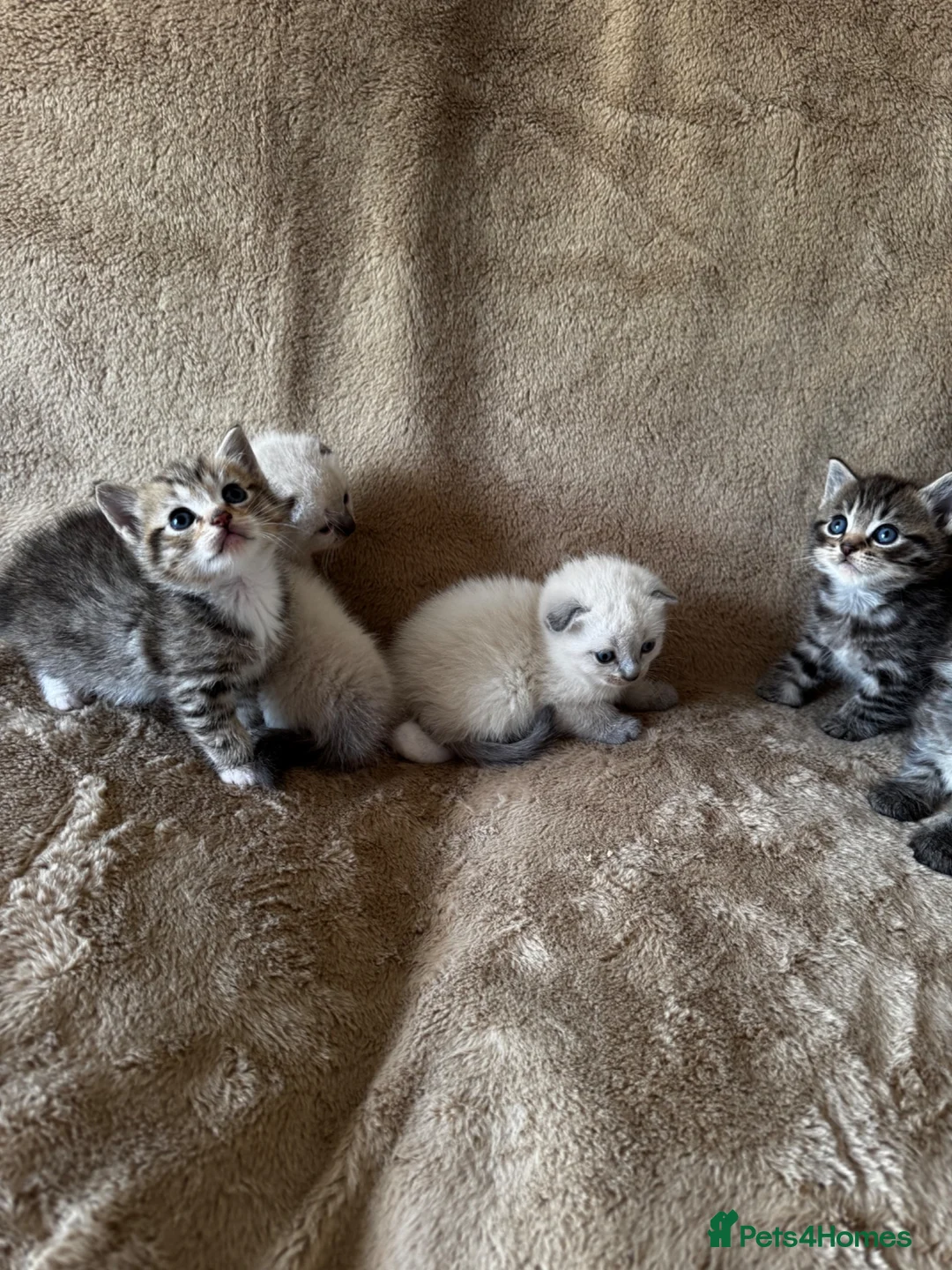 Scottish Fold cats for sale: ✨Adorable Scottish Fold Kittens 🐾 - Advert 20