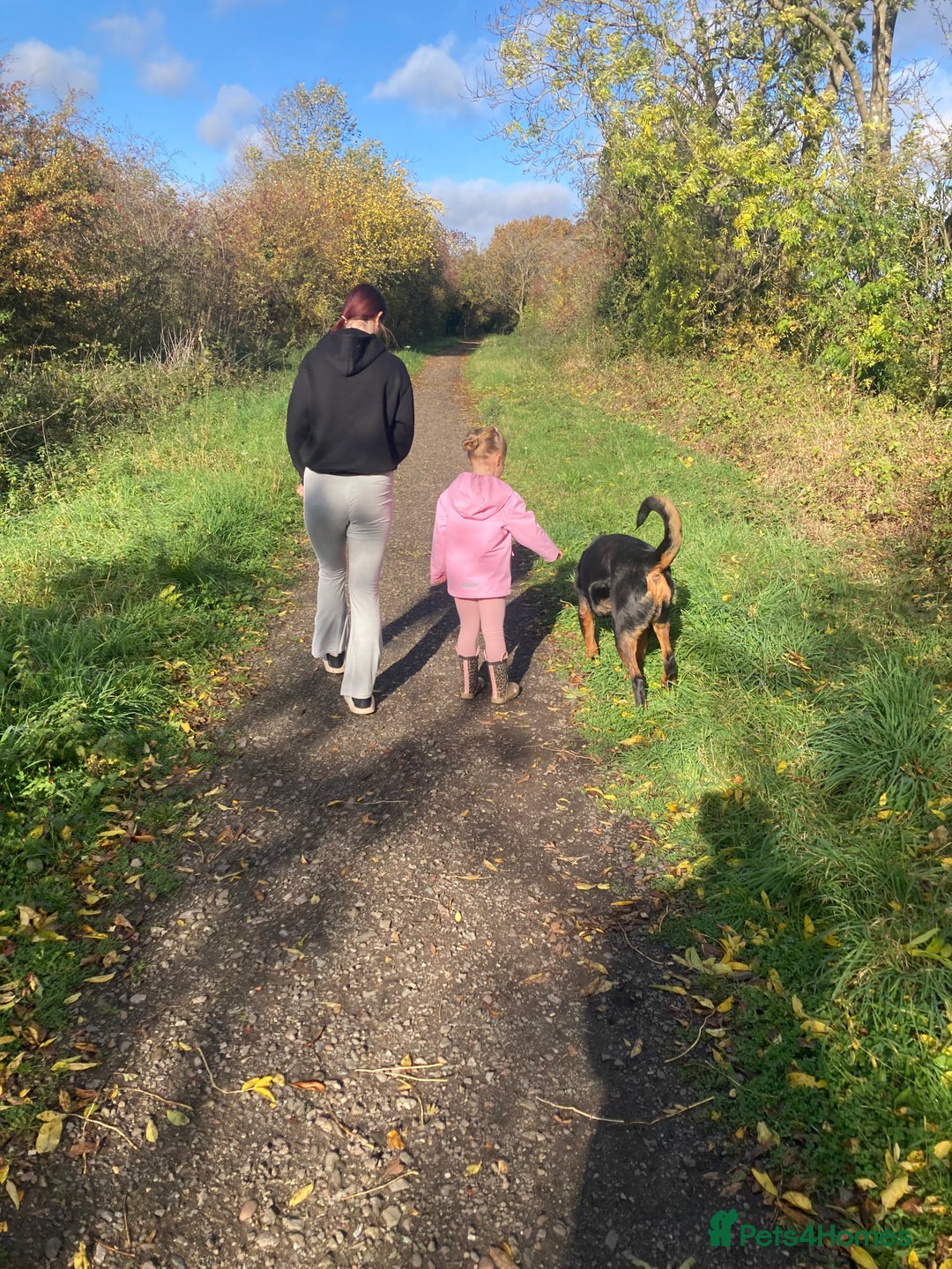 Rottweiler dogs for sale: Bruce * Rehome *  - Advert 19