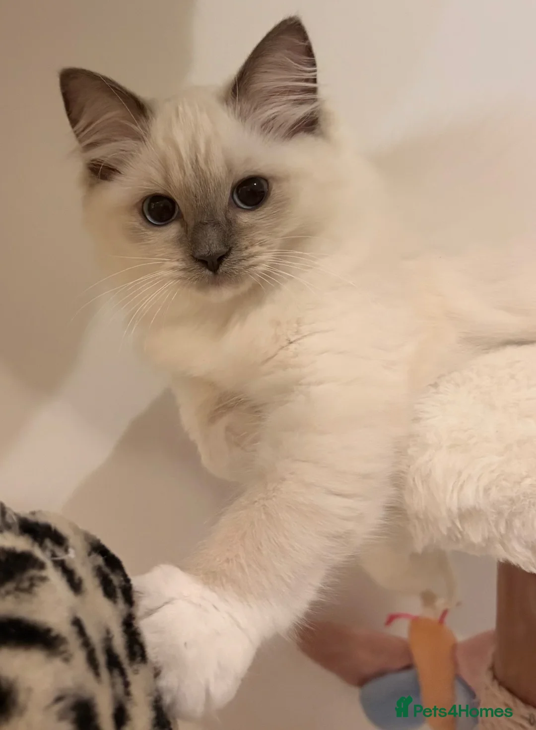 Ragdoll cats for sale: Ragdoll kitten🌺  in Ipswich - Advert 2