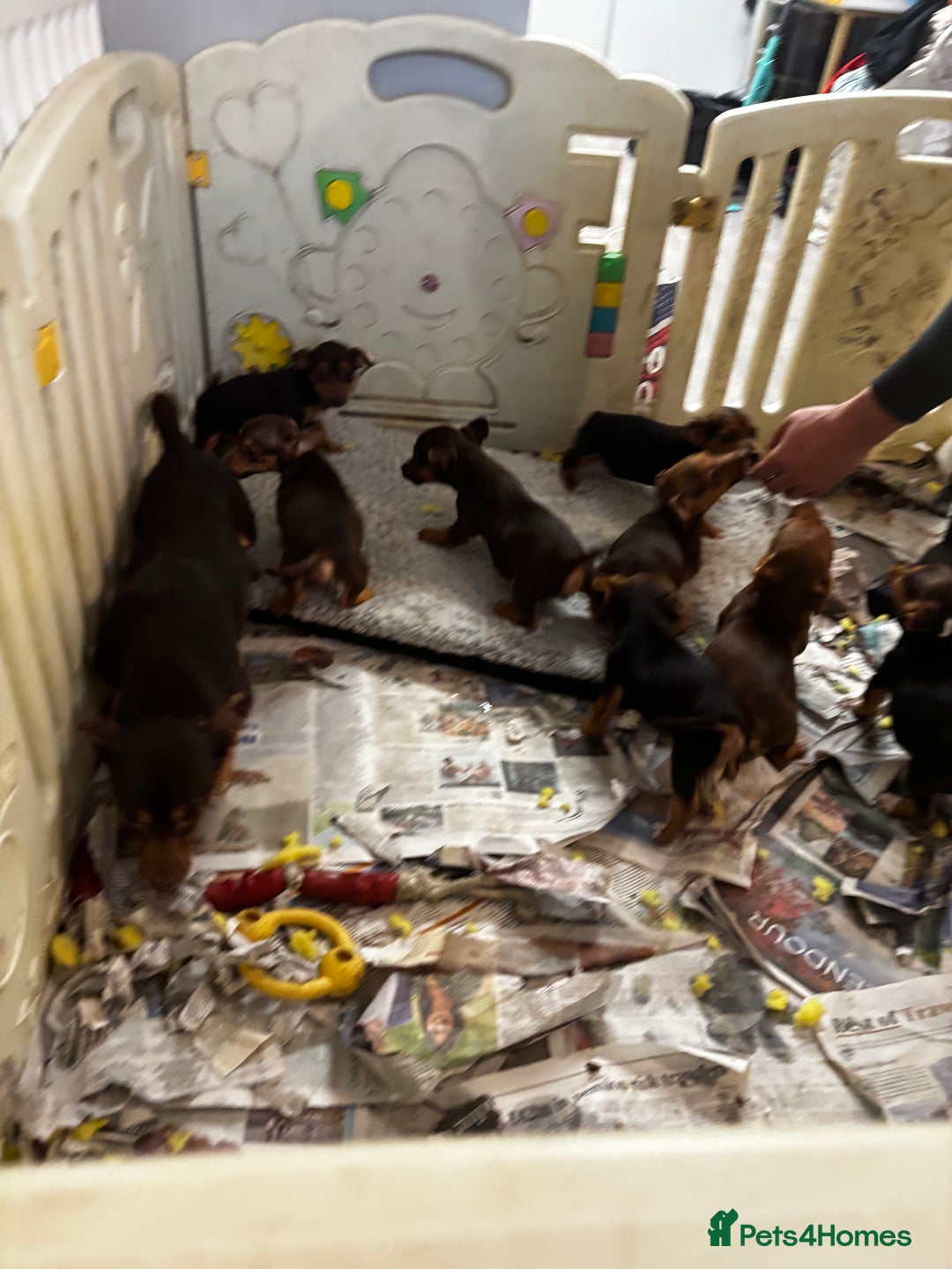 Jack Russell dogs for sale: Beautiful miniature pure Jack Russell’s  - Advert 14