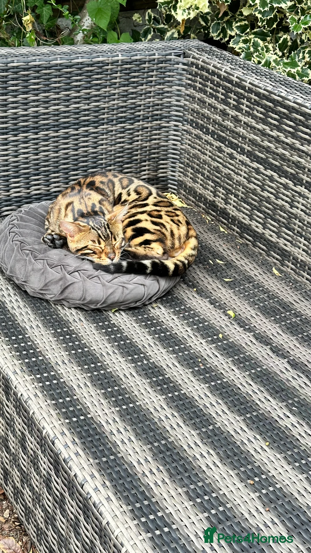 Bengal cats for sale: Looking for a loving forever home for Rusik - Advert 14