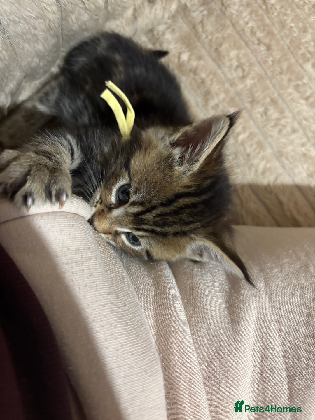 Maine Coon cats for sale: Maine Coon Type Kittens — Fluffy, Friendly - Advert 18