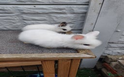 Lionhead rabbits for sale: Wonderful bunnies 07405173733  - Image 14