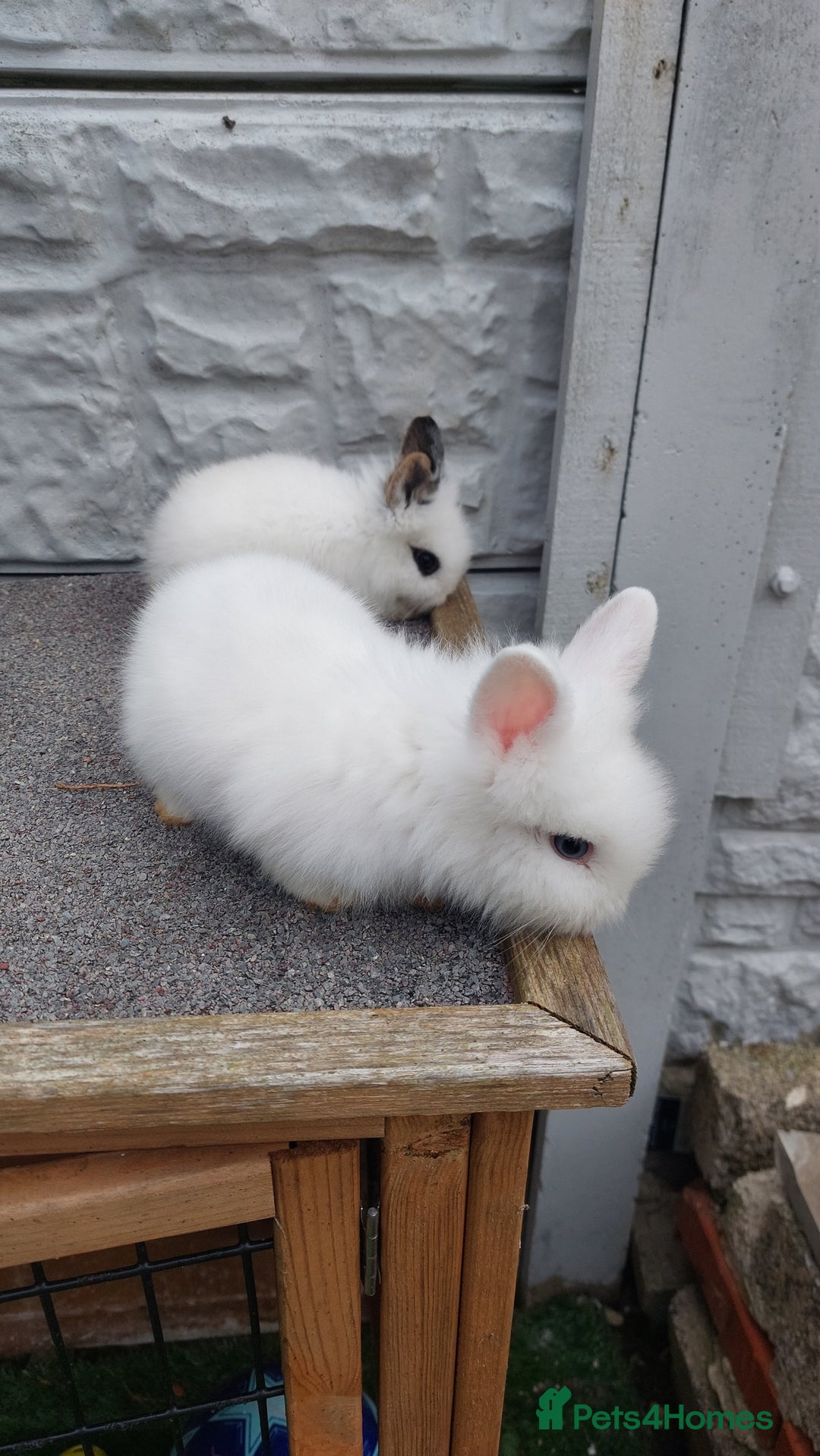 Lionhead rabbits for sale: Wonderful bunnies 07405173733  - Image 14