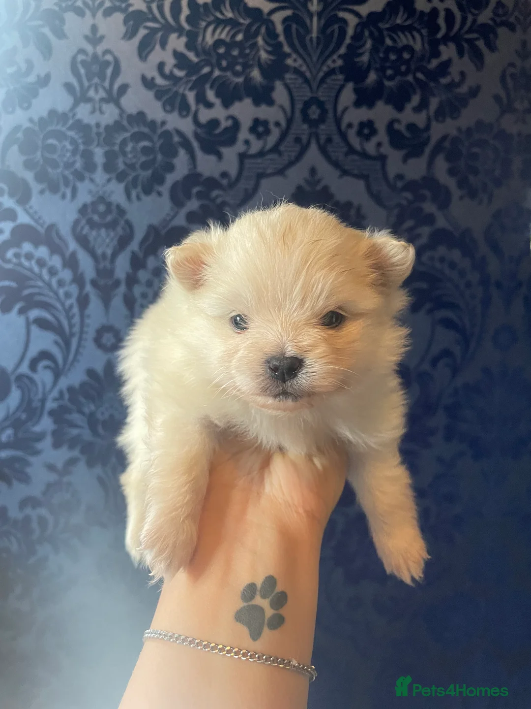 Pomeranian dogs for sale: White KENNEL CLUB Registered CHAMPION Bloodlines - Advert 15