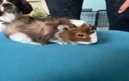 Guinea Pig rodents for sale: 2 male long haired guinea pigs - Image 5