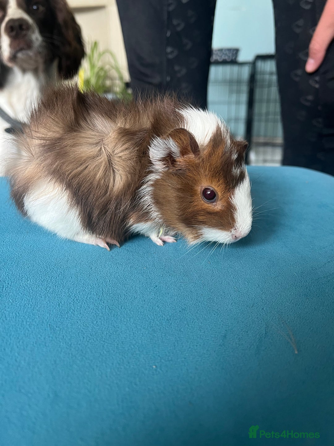 Guinea Pig rodents for sale: 2 male long haired guinea pigs - Image 5