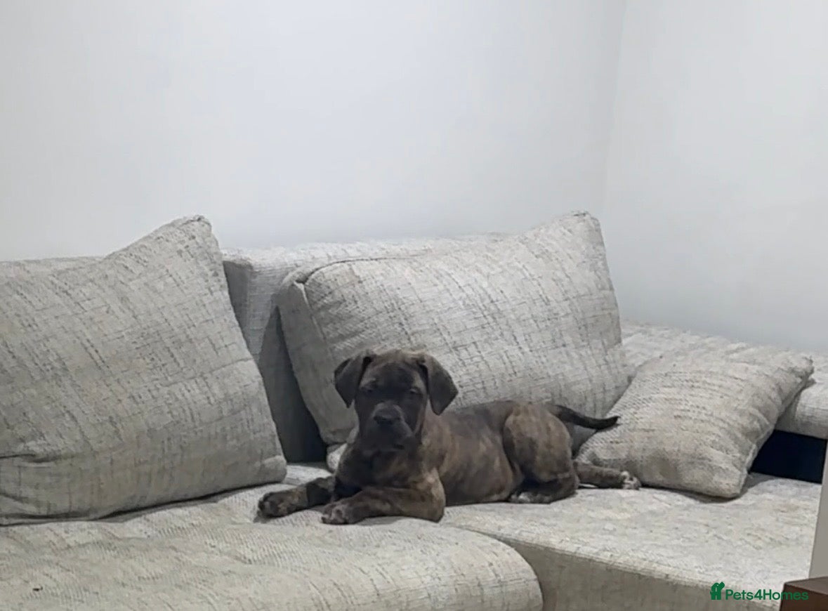 Mixed Breed dogs Puppies for Sale & Ready to go!! - Advert 1