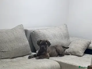 Mixed Breed dogs Puppies for Sale & Ready to go!! - Advert 1