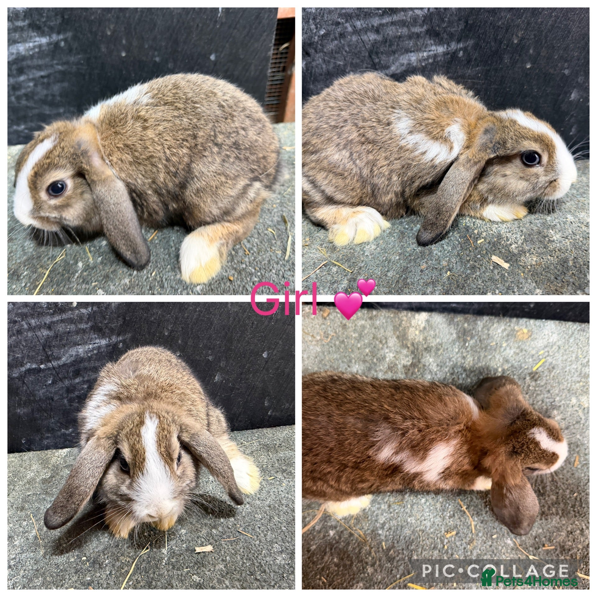 Mini Lop rabbits Gorgeous Purebred Mini Lops & Mini lop crosses - Advert 9