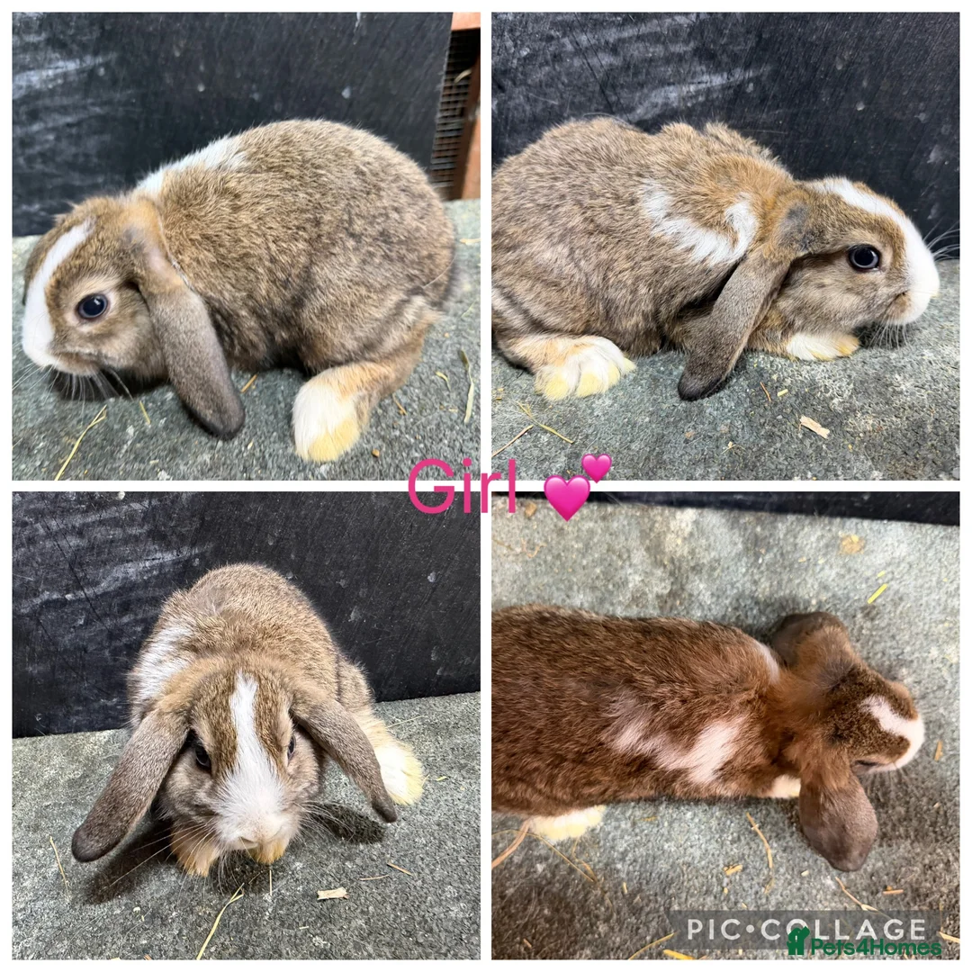 Mini Lop rabbits for sale: Gorgeous Purebred Mini Lops & Mini lop crosses - Advert 2