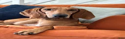 Segugio Italiano dogs for sale: Bruno - Segugio Italiano  in Fareham - Advert 3