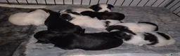Lhasa Apso dogs for sale: Beautiful KC Registered Lhasa Apso Puppies - Advert 4