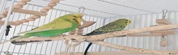 Budgerigars birds for sale: 2 budgies  - Advert 13