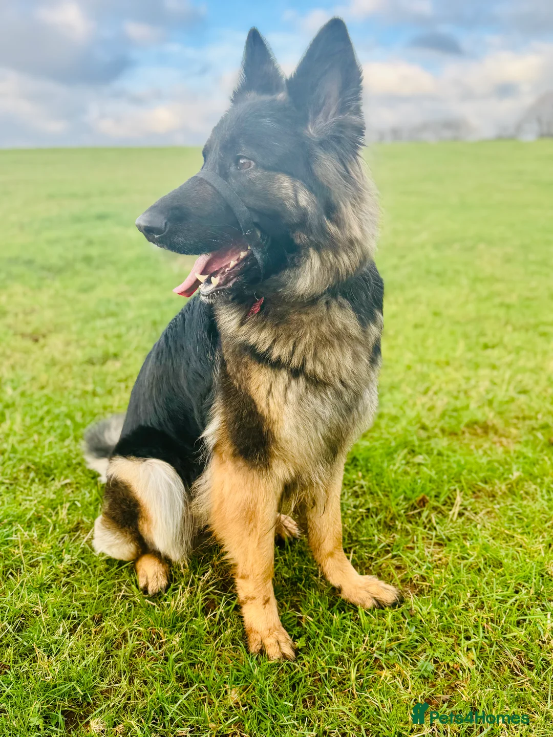 German Shepherd dogs for sale: Beautiful German Shepherd - Advert 3