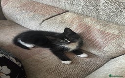 Mixed Breed cats for sale: 4x kittens for sale  - Image 6