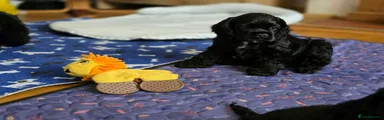 American Cocker Spaniel 3