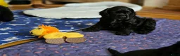 American Cocker Spaniel dogs for sale: American cocker spaniels puppies - Advert 30