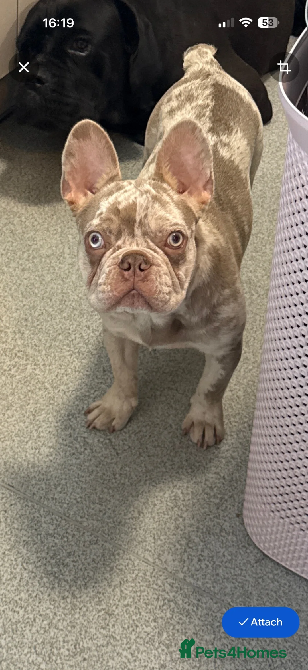 French Bulldog dogs for sale: 5 month old frenchie,male  in Blackpool - Advert 2