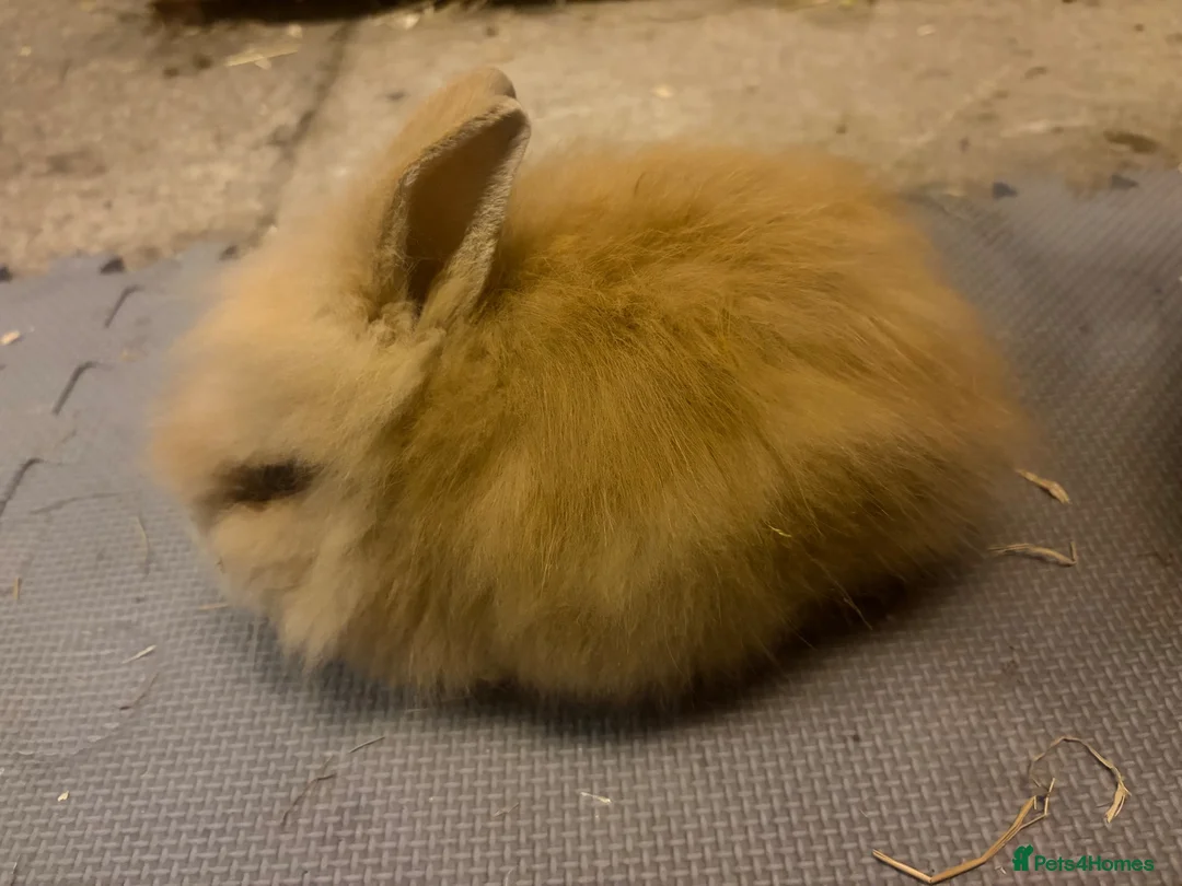 Lionhead rabbits for sale: Dm Lionhead Doe - Advert 2