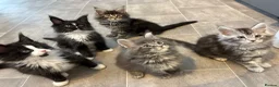 Maine Coon cats for sale: AMAZING TICA MAINE COON KITTENS  - Advert 2