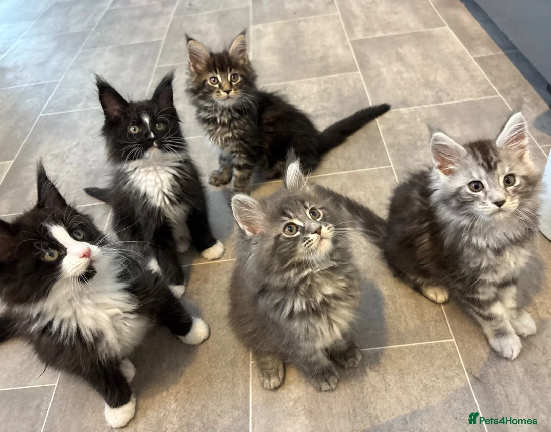 Maine Coon cats for sale: AMAZING TICA MAINE COON KITTENS  - Advert 2
