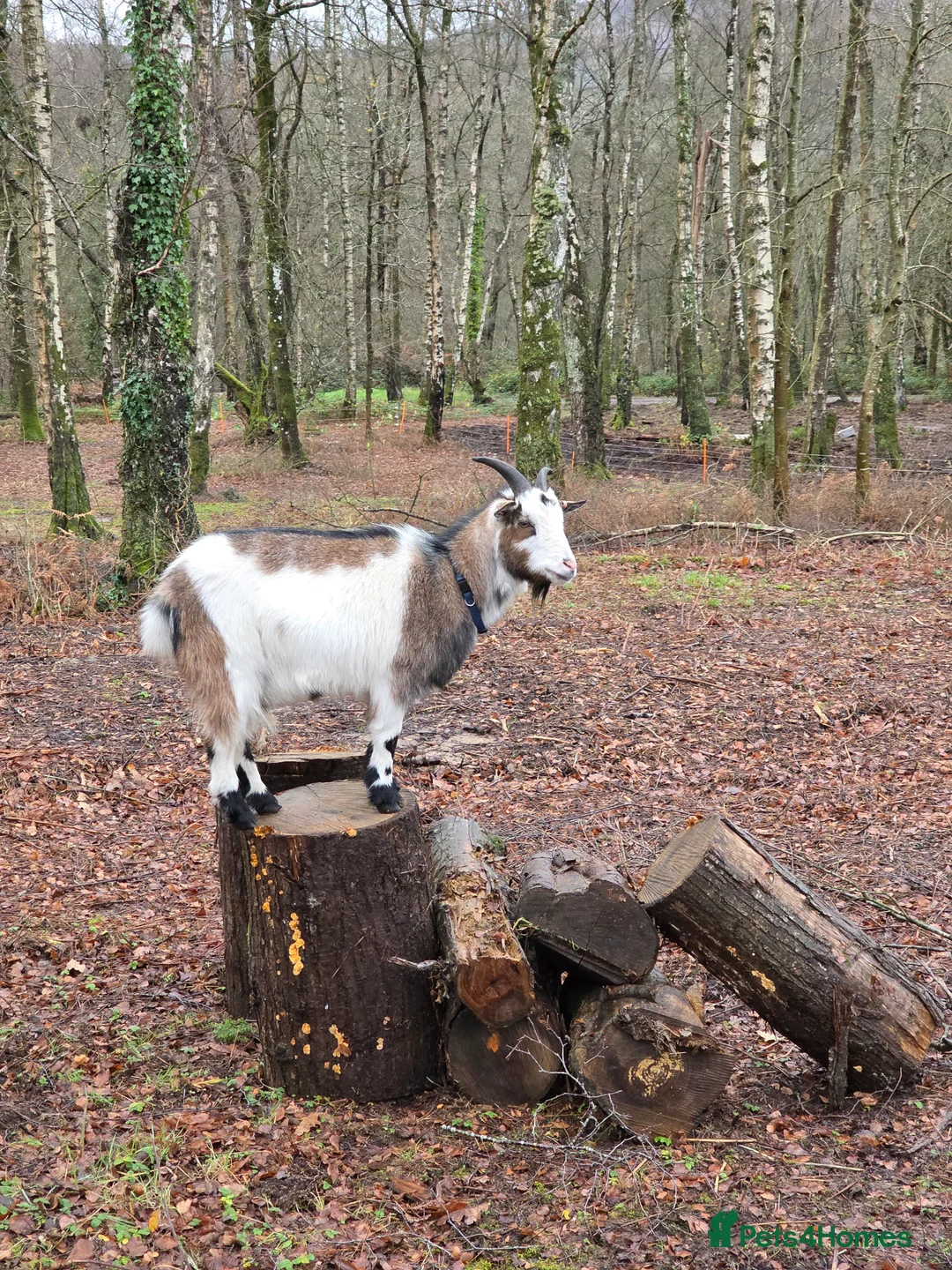 Goats livestock for sale: 2 Pygmy goat whethers  - Advert 2