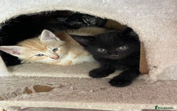 Mixed Breed cats for sale: Kittens for sale - Image 8