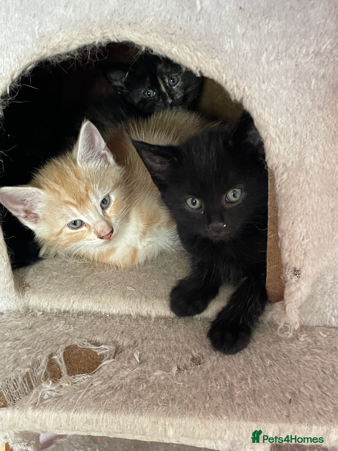 Mixed Breed cats for sale: Kittens for sale - Image 8