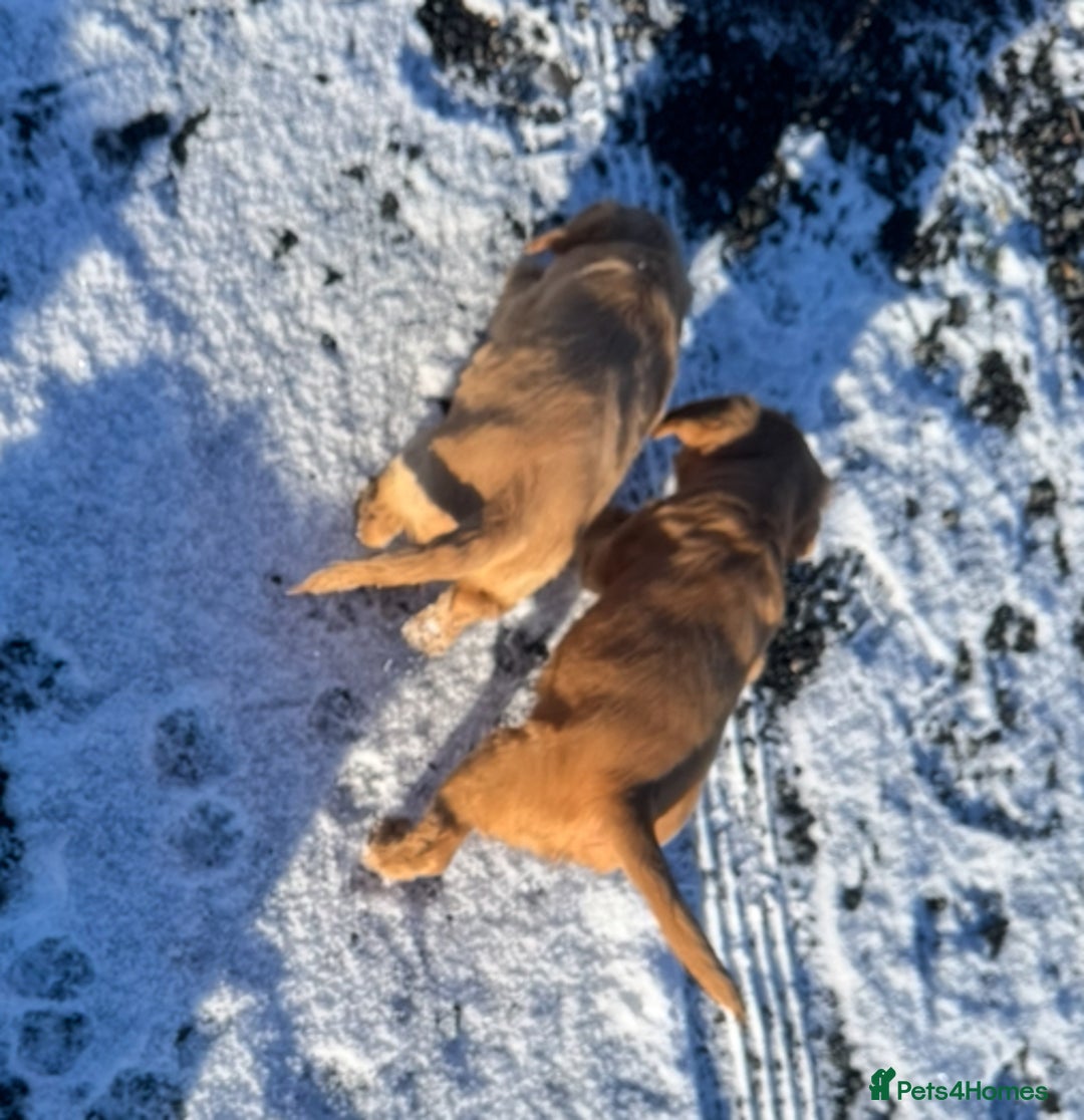 Mixed Breed dogs for sale: ‘CockerDoodles’ health-checked healthy chunky pups - Advert 4