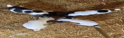 Jack Russell dogs for stud: Guinness in Colyton - Advert 2