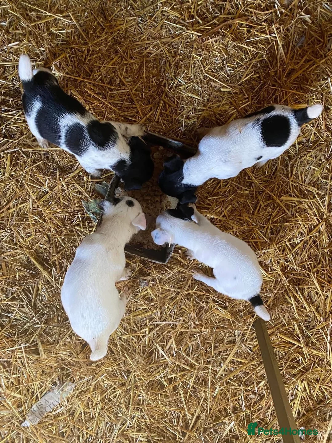 Jack Russell dogs for stud: Guinness in Colyton - Advert 2