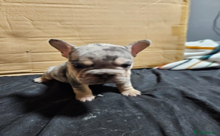 French Bulldog dogs - Advert 9