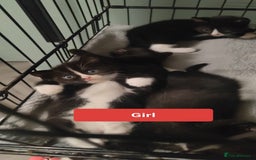 Ragdoll cats for sale: Ragdoll cross kittens  - Image 4