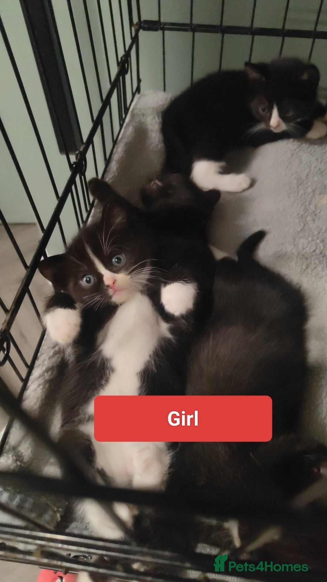 Ragdoll cats for sale: Ragdoll cross kittens  - Image 4