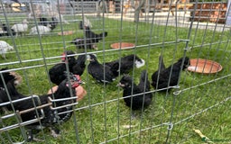 Chickens poultry for sale: Polish Chickens - Image 2