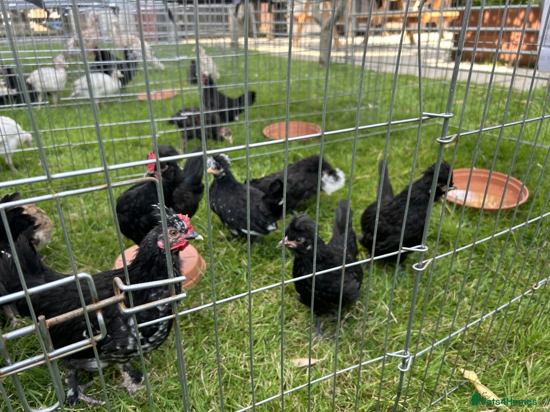 Chickens poultry for sale: Polish Chickens - Image 2