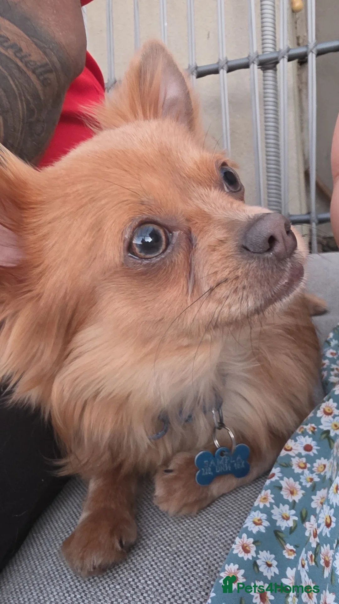 Chihuahua dogs for sale: 4 beauitful chihuahua puppies in Grimsby - Advert 2