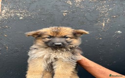 Mixed Breed dogs for sale: Long Coat German Shepherd Puppies for Sale - Image 10