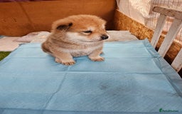 Mixed Breed dogs for sale: Chowsky puppies  chow chow  - Image 6