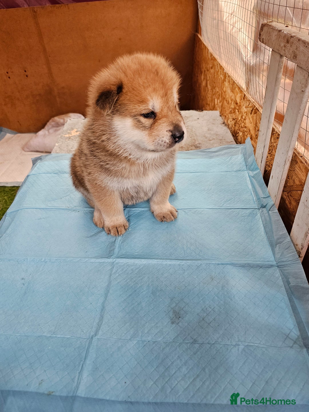 Mixed Breed dogs for sale: Chowsky puppies  chow chow  - Image 6