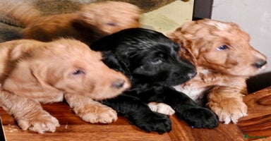 Mixed Breed dogs Irish doodle x Poodle Pointer puppies. Stunning!!! - Advert 1
