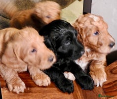 Mixed Breed dogs Irish doodle x Poodle Pointer puppies. Stunning!!! - Advert 11