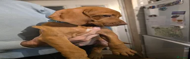 Hungarian Vizsla - Light Blue