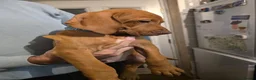 Hungarian Vizsla dogs for sale: ***Ready Now*** Hungarian Vizsla Puppies  - Advert 21
