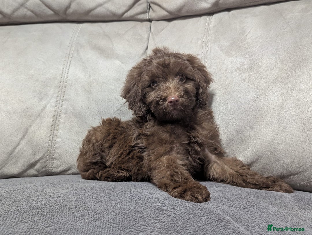 Cockapoo dogs for sale: 🐶 3 Left- Ready to Leave 🐶 - Advert 26