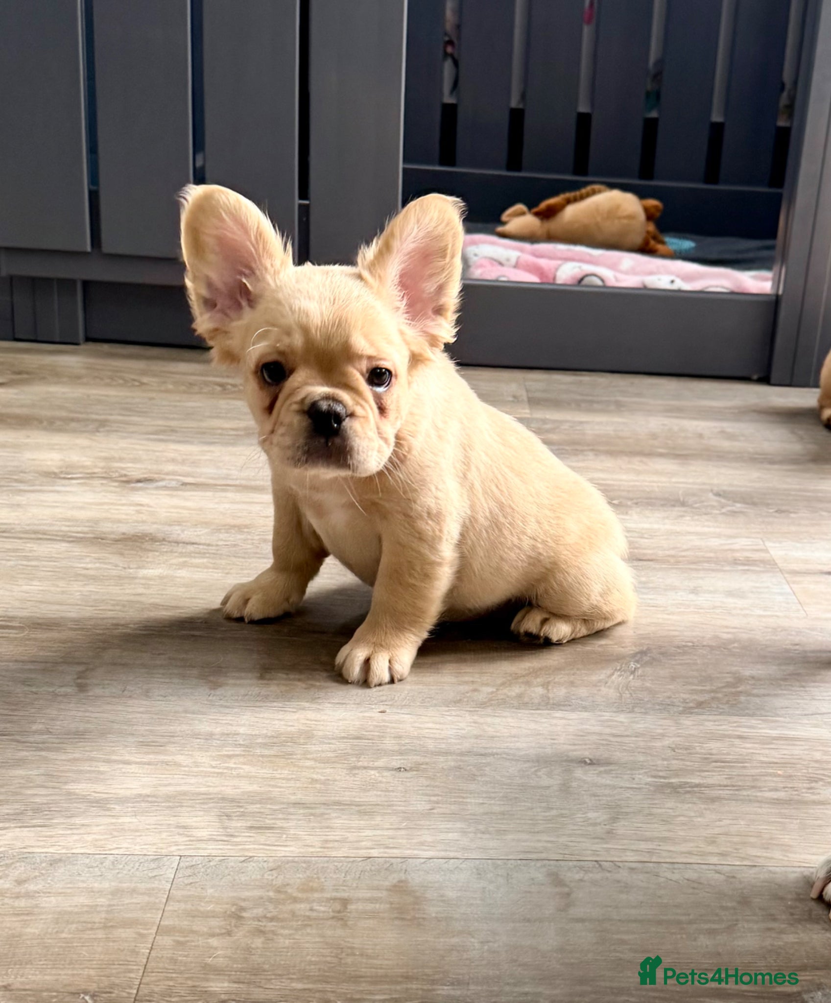 French Bulldog dogs Last female French Bulldog both vaccines complete - Advert 2